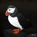 Puffin